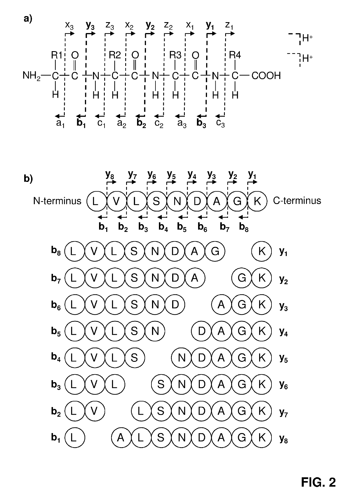 Labelled compounds and methods for mass spectrometry-based quantification