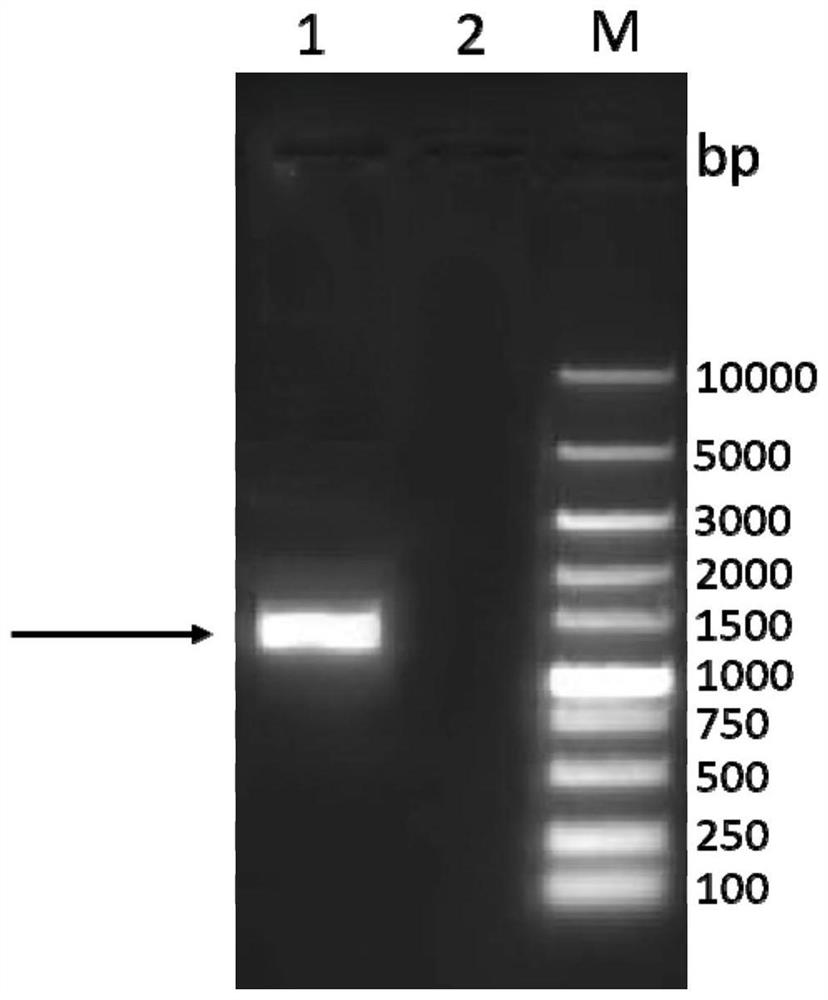 Swine fever virus recombinant antigen as well as preparation method and application thereof