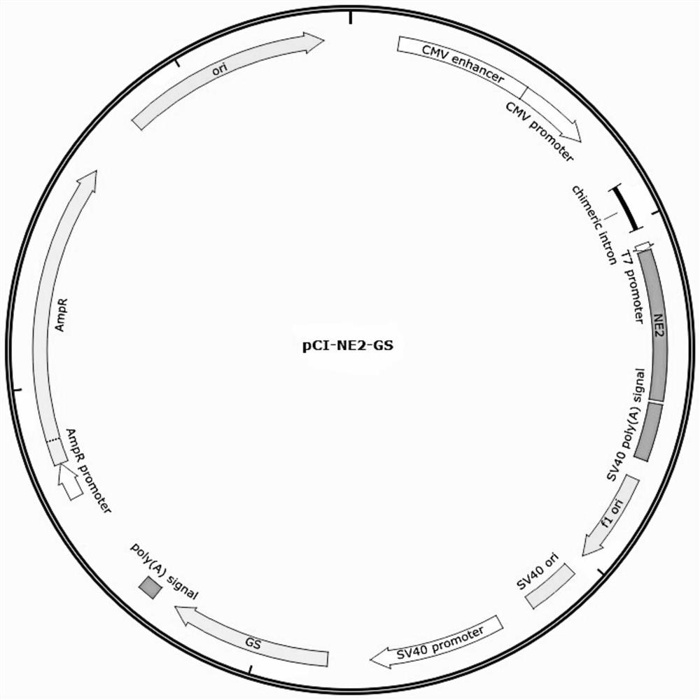 Swine fever virus recombinant antigen as well as preparation method and application thereof