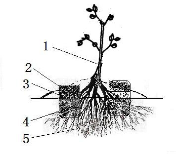 Root-promoting yield-increasing method of kiwi fruit