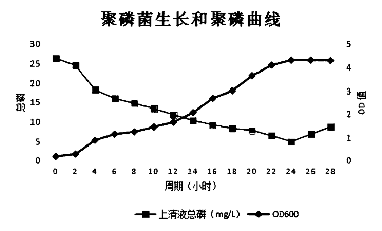 Acinetobacter CL04 and an application thereof in village sewage phosphorus-removing processing