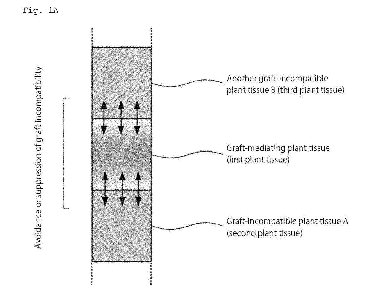 Grafted plant body and method for producing same