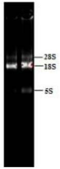 Sepiella japonica neuropeptide sCAP and application thereof