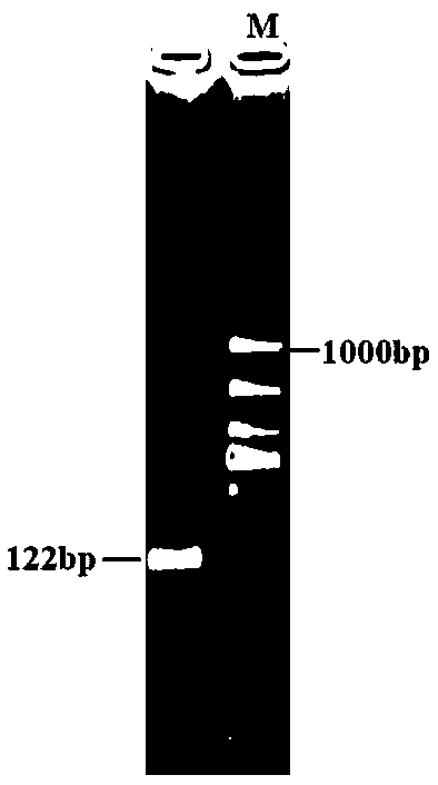 Sepiella japonica neuropeptide sCAP and application thereof