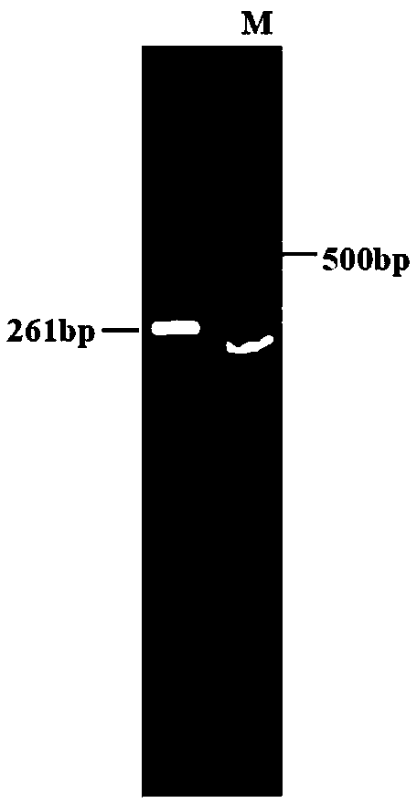 Sepiella japonica neuropeptide sCAP and application thereof