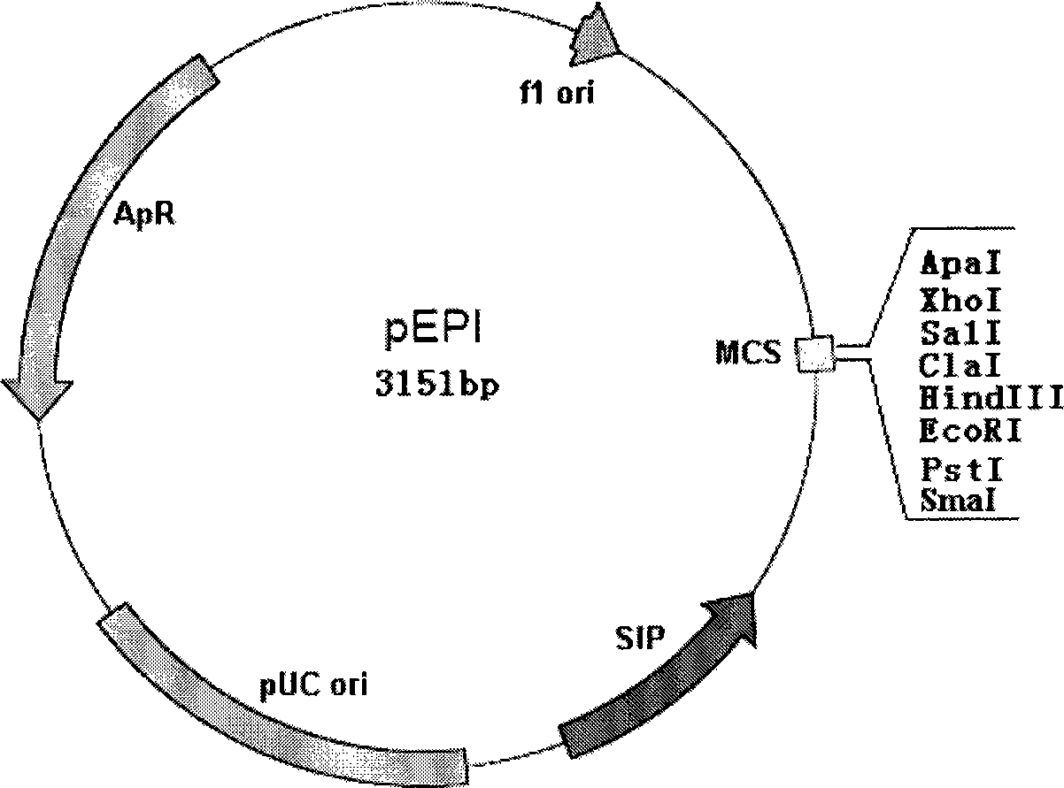 Method for producing polyhydroxyalkanoate using engineering strain