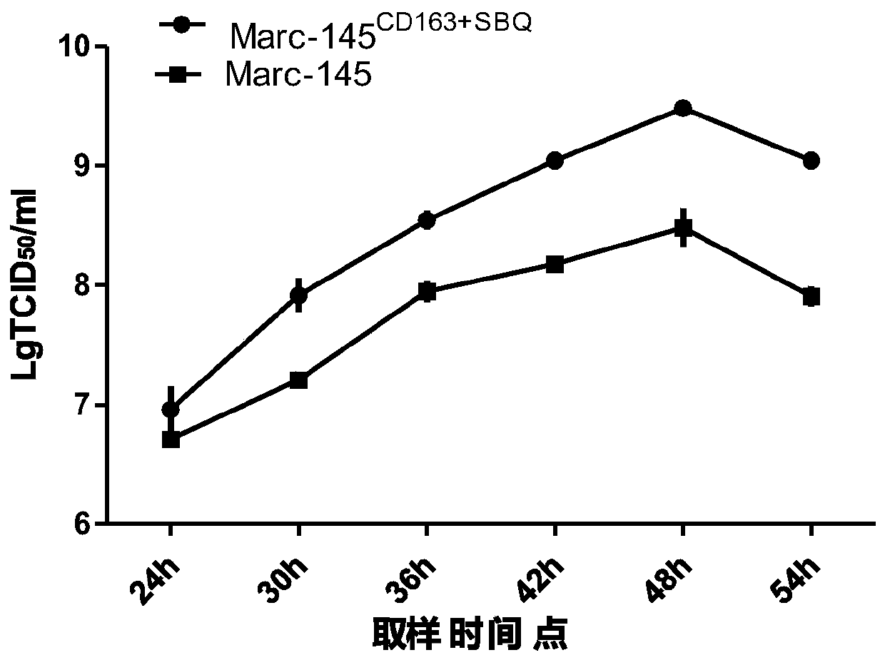 Construction and application of Marc-145 stable cell strain