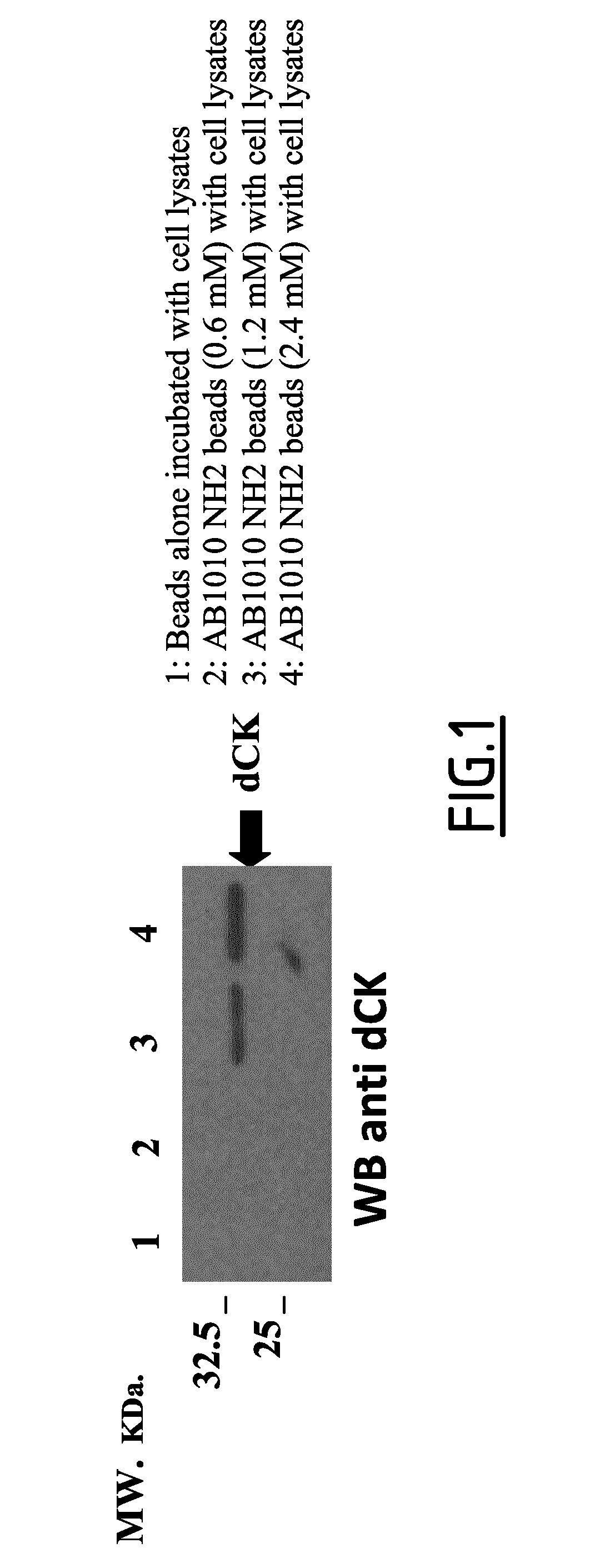 Use of small molecule inhibitors/activators in combination with (DEOXY)nucleoside or (DEOXY)nucleotide analogs for treatment of cancer and hematological malignancies or viral infections