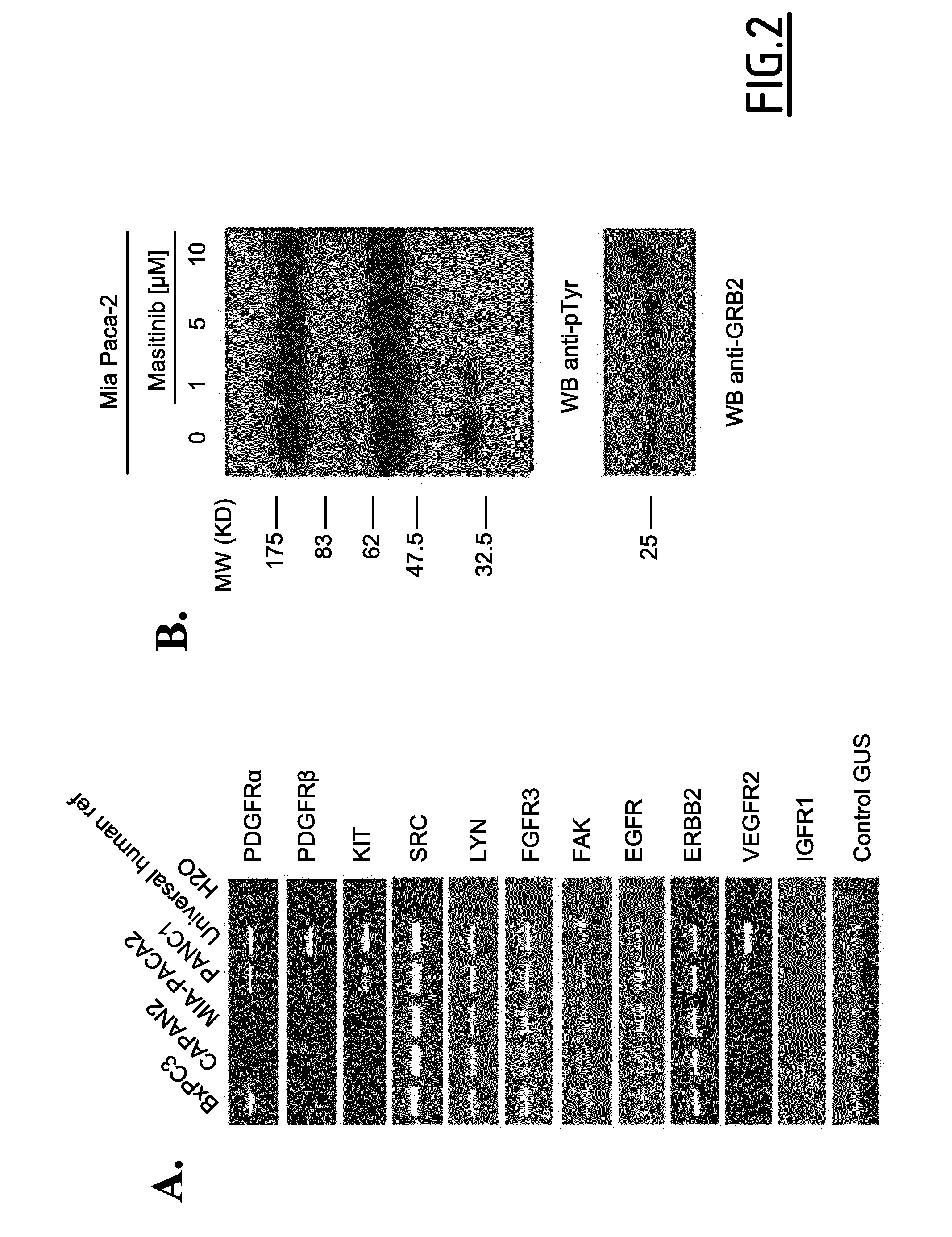 Use of small molecule inhibitors/activators in combination with (DEOXY)nucleoside or (DEOXY)nucleotide analogs for treatment of cancer and hematological malignancies or viral infections