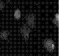 Method for detecting difference of cell toxicity between atmospheric nano particles and industrial nano particles