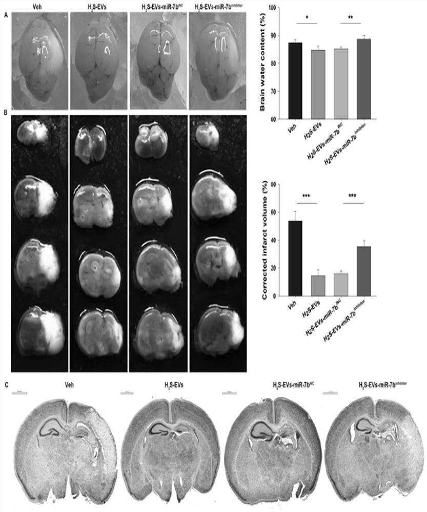 Application of hydrogen sulfide-modified mesenchymal stem cell extravesicles as miRNA delivery vehicles in hypoxic-ischemic brain injury