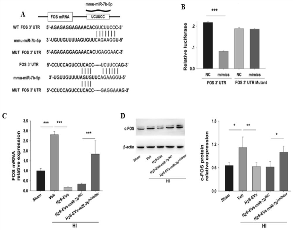 Application of hydrogen sulfide-modified mesenchymal stem cell extravesicles as miRNA delivery vehicles in hypoxic-ischemic brain injury