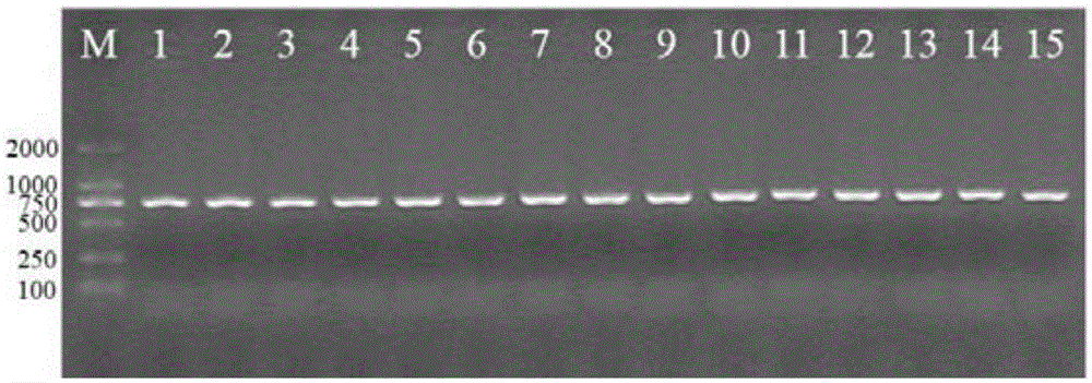 Molecular marker vaccine strain for Brucella melitensis and application of molecular marker vaccine strain