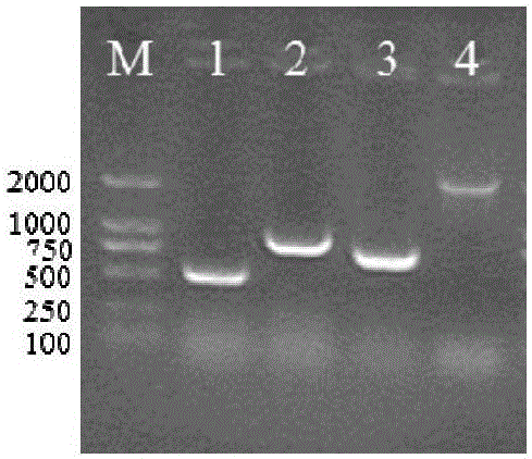 Molecular marker vaccine strain for Brucella melitensis and application of molecular marker vaccine strain