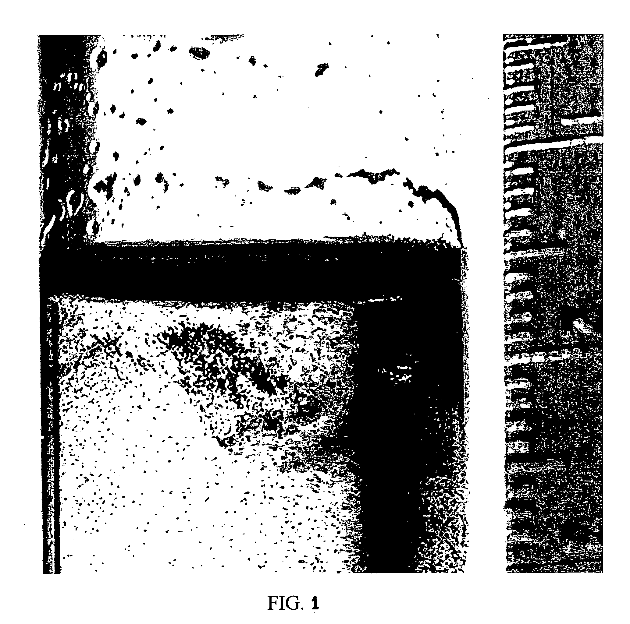 Methods and compositions for growth of hydrocarbons in Botryococcus sp