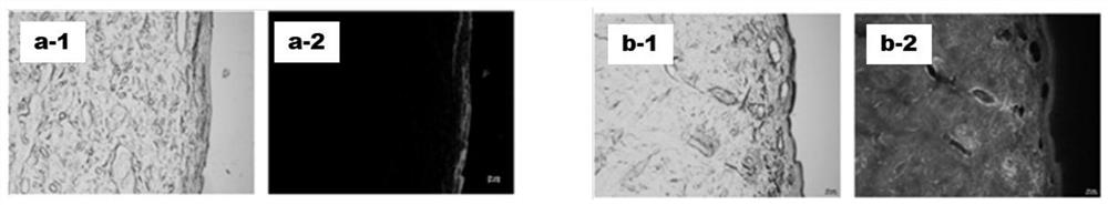 Preparation method, product and application of whitening composition capable of improving solubility of active components