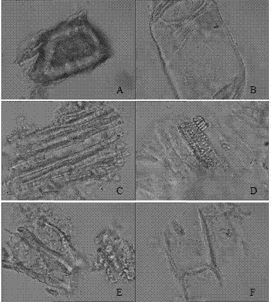 Method for refining figwort decoction piece and product thereof