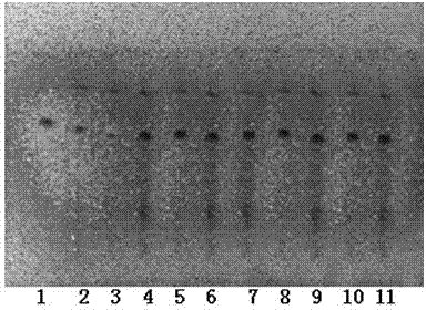 Method for refining figwort decoction piece and product thereof