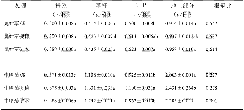 Method for improving cadmium pollution repair capability of Galinsoga parviflora offspring by using grafting