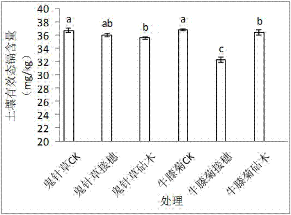 Method for improving cadmium pollution repair capability of Galinsoga parviflora offspring by using grafting