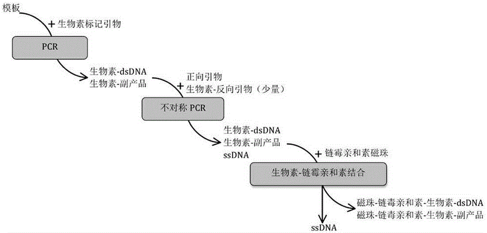 Single-stranded aptamer and application thereof