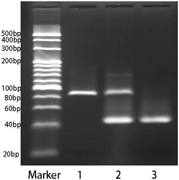 Single-stranded aptamer and application thereof