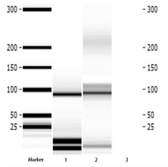 Single-stranded aptamer and application thereof