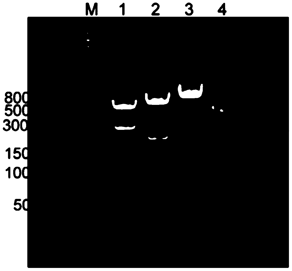 A three-dimensional compound cell aggregate model and its preparation method and application