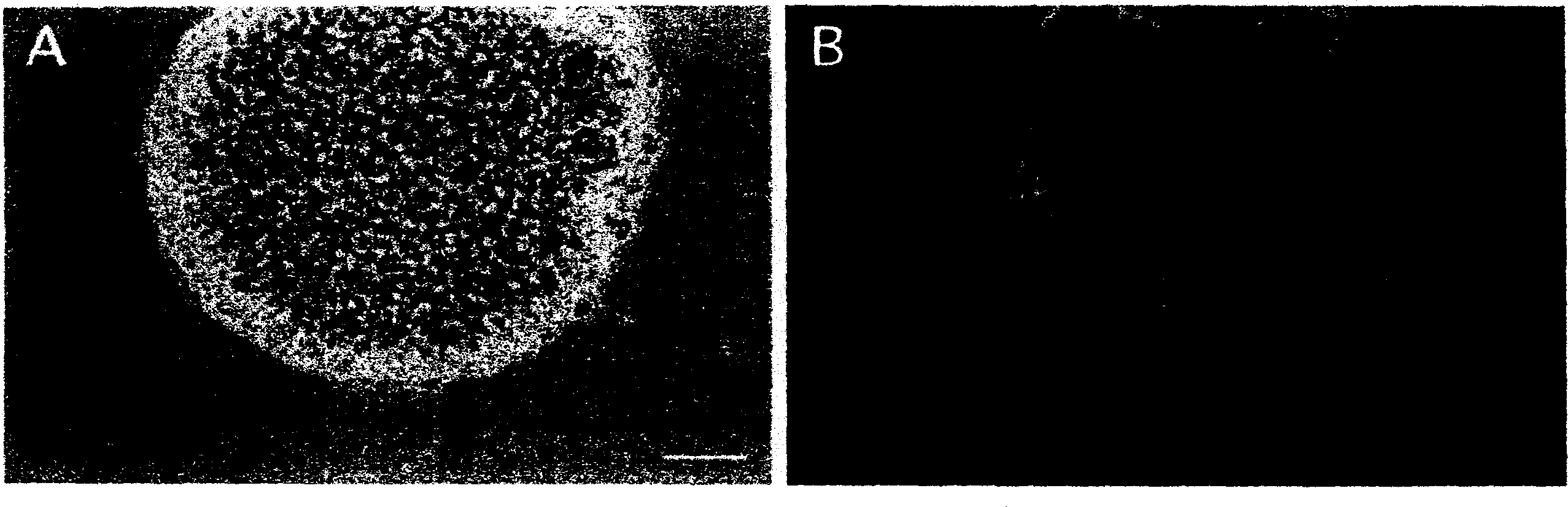 Process for producing nerve cells