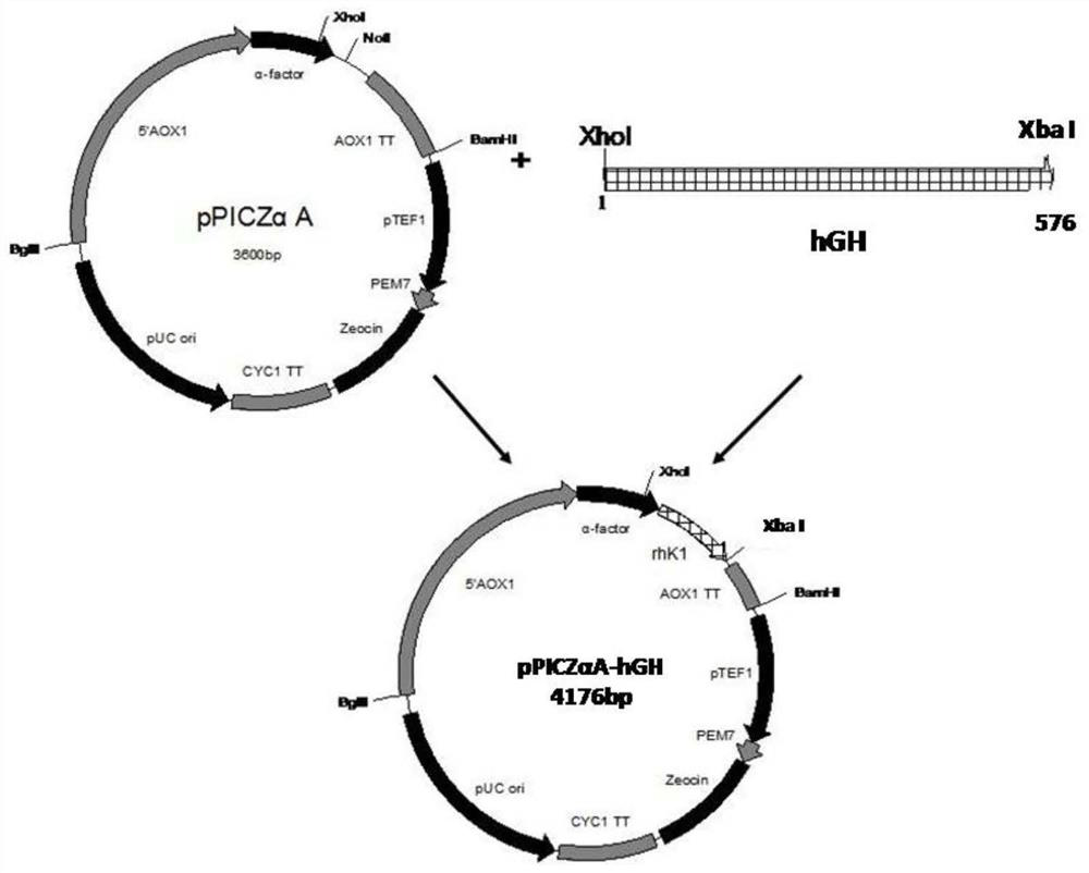 Recombinant human growth hormone and its expression method in eukaryotic system