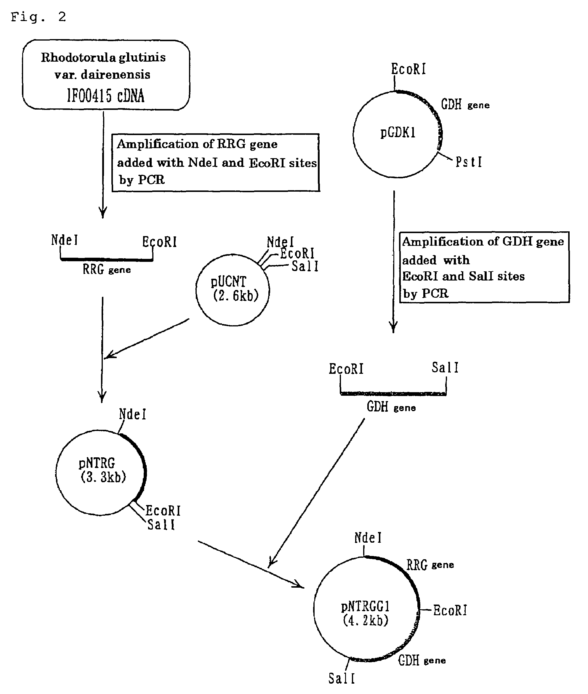 Carbonyl reductase, gene thereof and use of the same