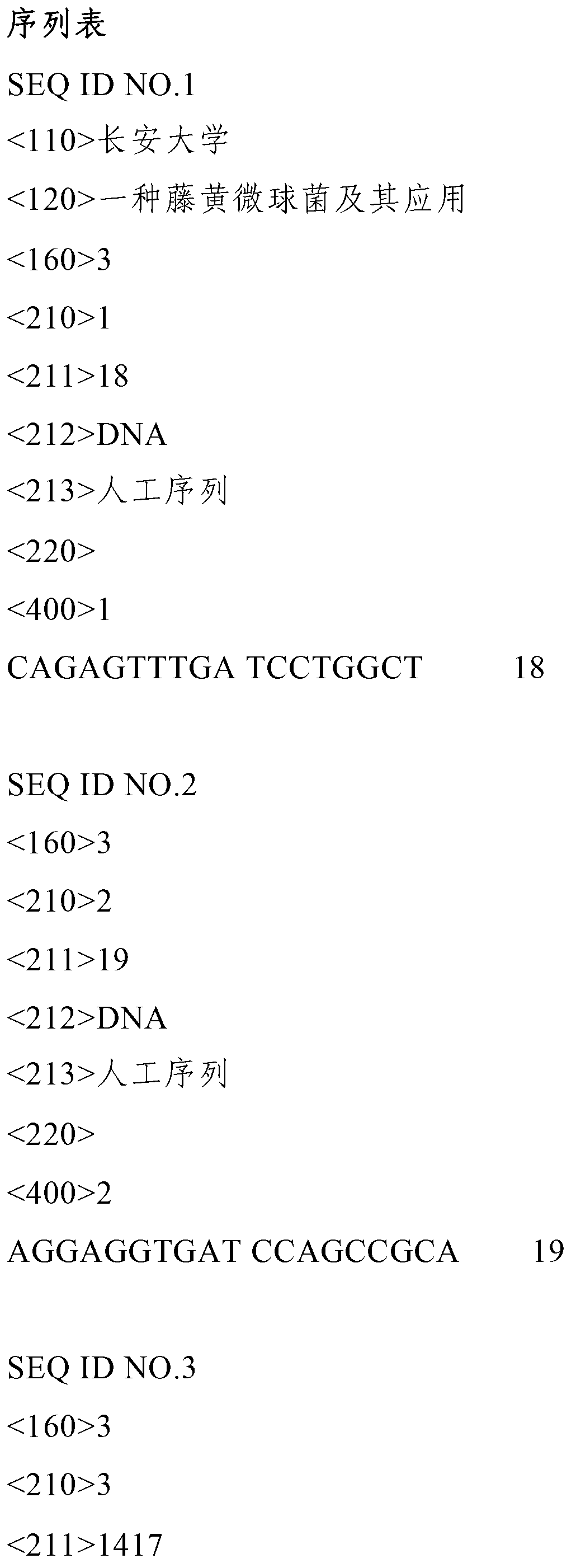 Micrococcus luteus and application thereof