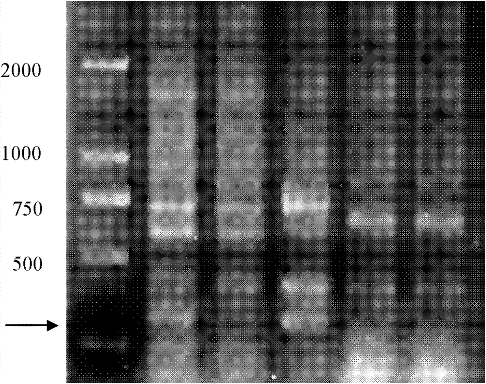 Preparation method and application of molecular marker of rape male sterile restoring gene