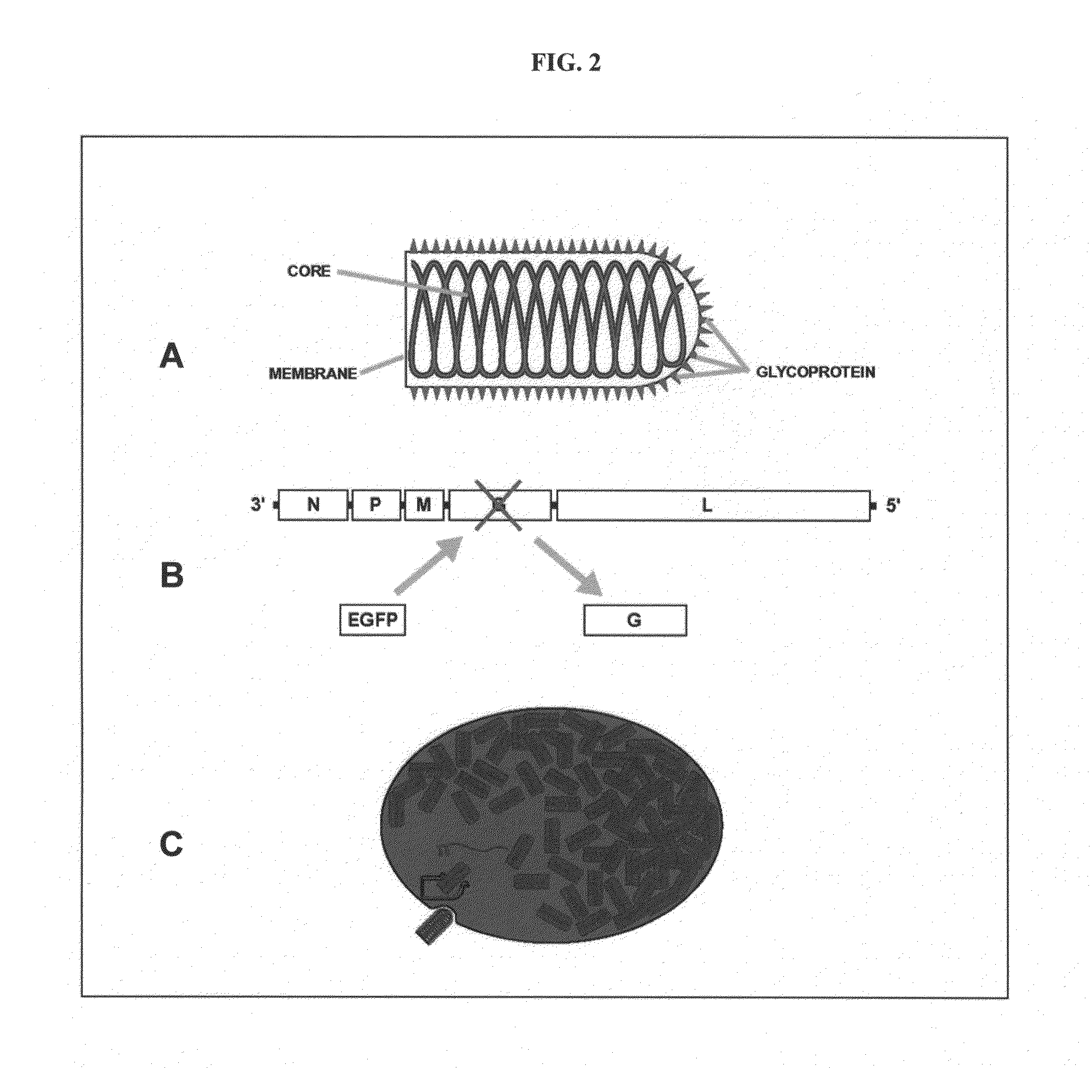 Compositions and methods for monosynaptic transport