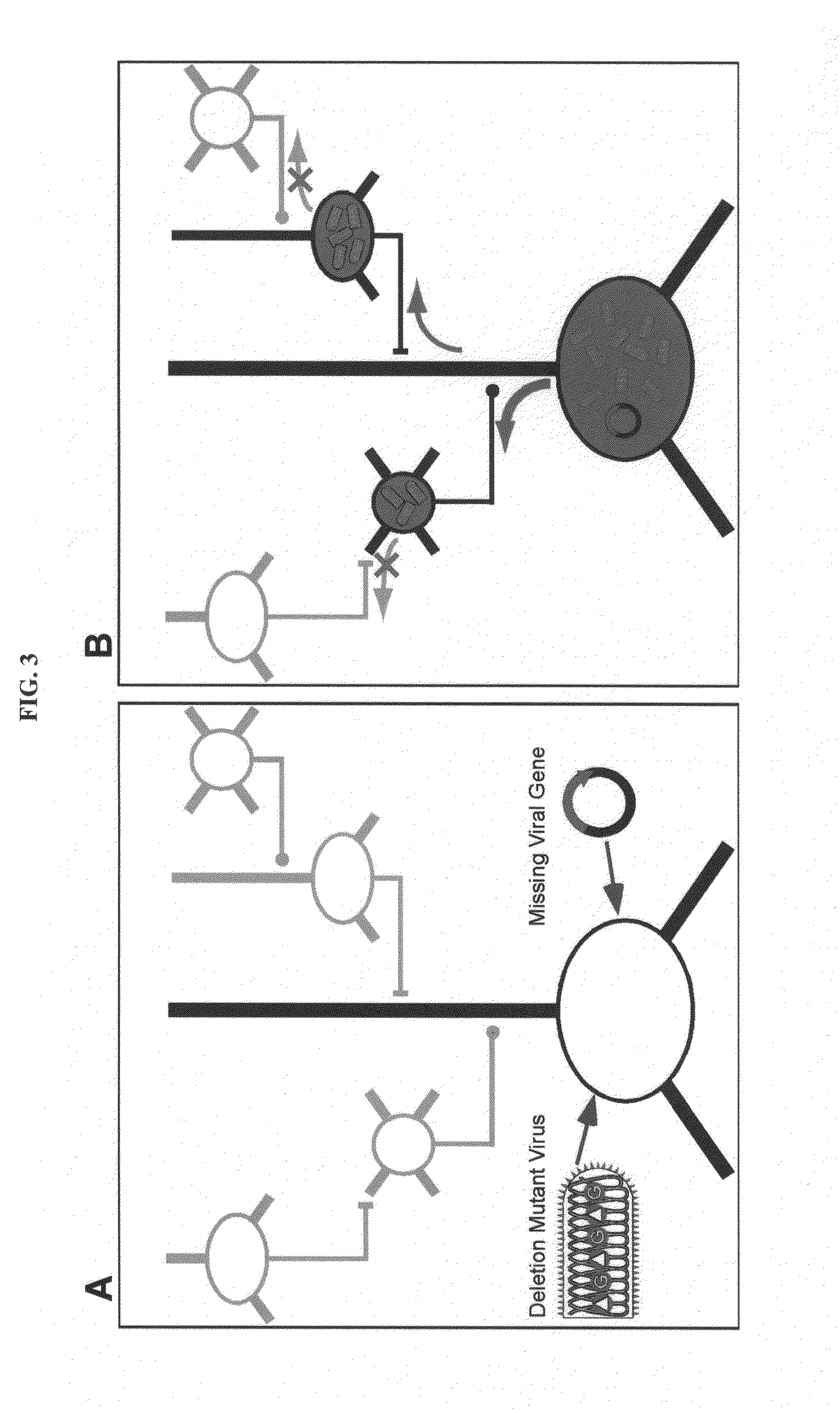 Compositions and methods for monosynaptic transport