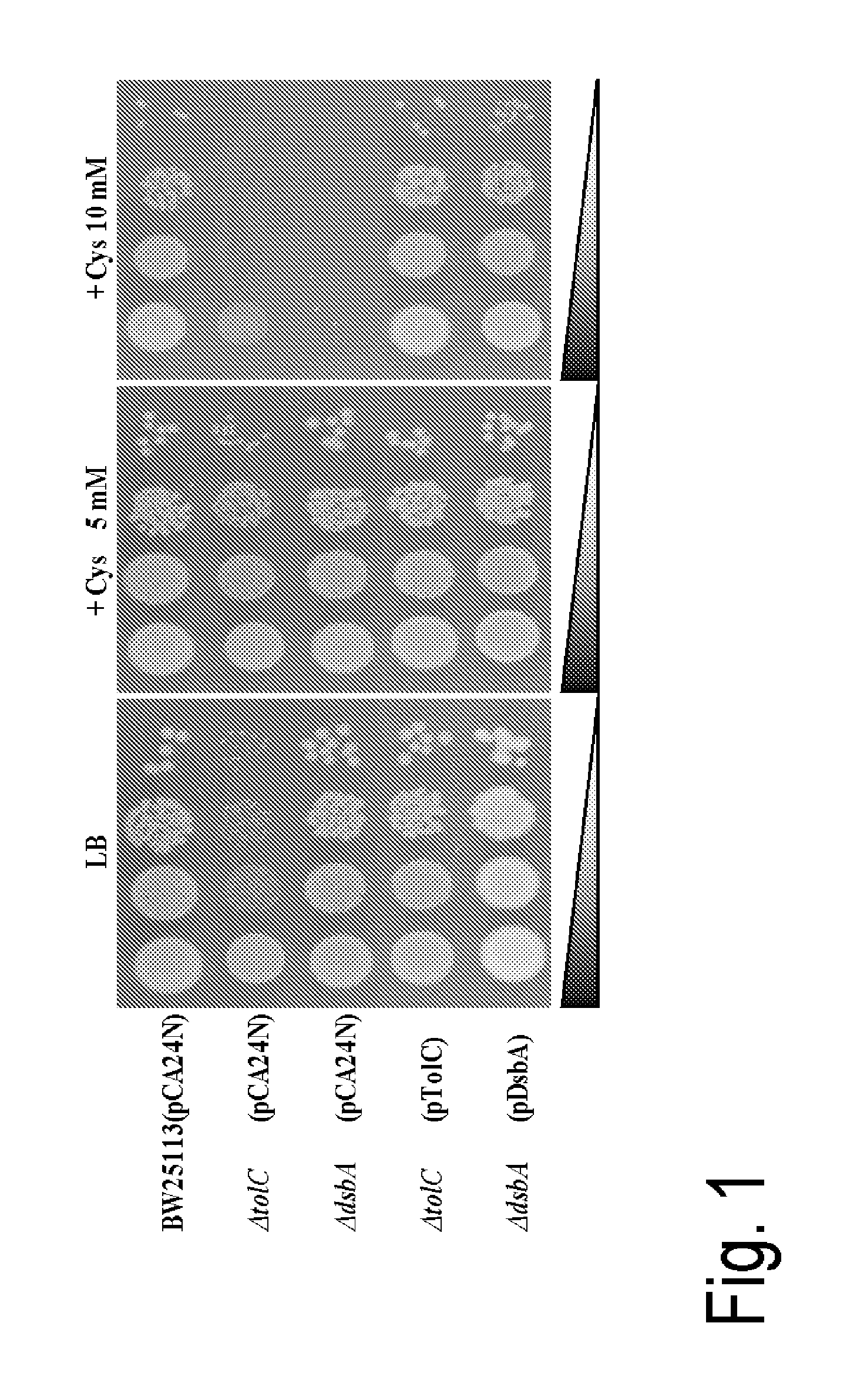 L-cysteine-producing bacterium and a method for producing l-cysteine