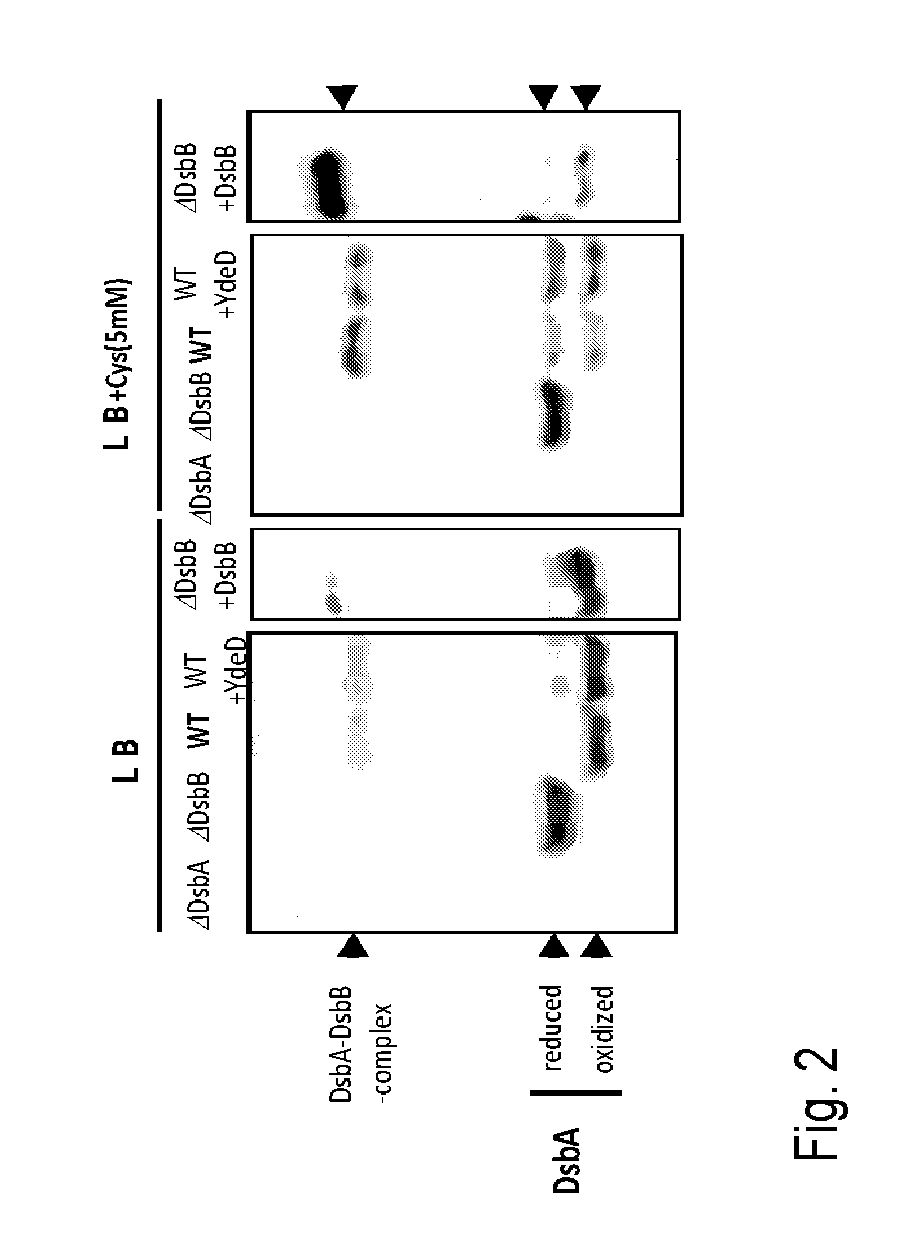 L-cysteine-producing bacterium and a method for producing l-cysteine