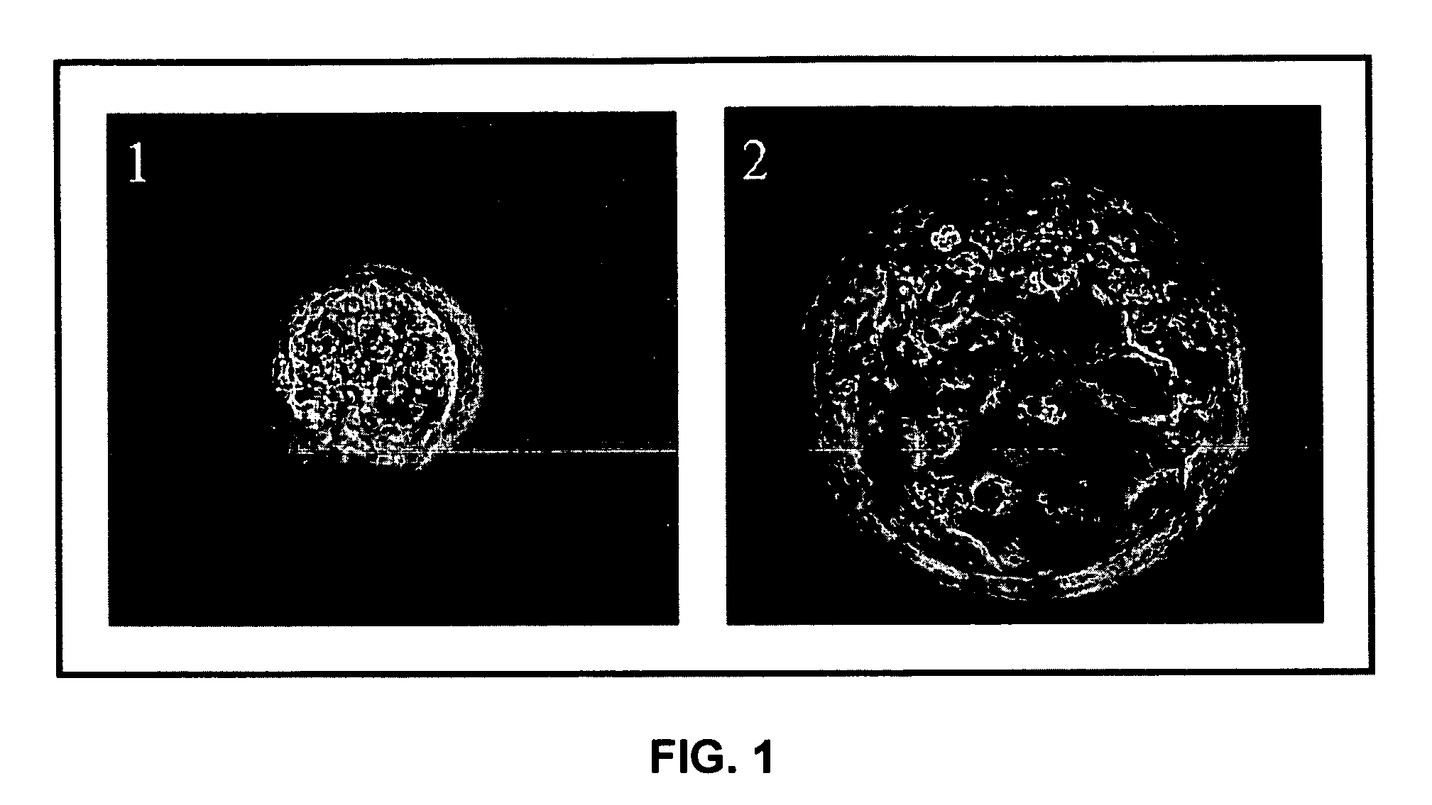 Establishment of a human embryonic stem cell line using mammalian cells