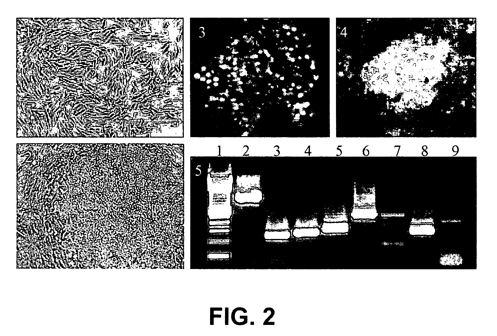 Establishment of a human embryonic stem cell line using mammalian cells