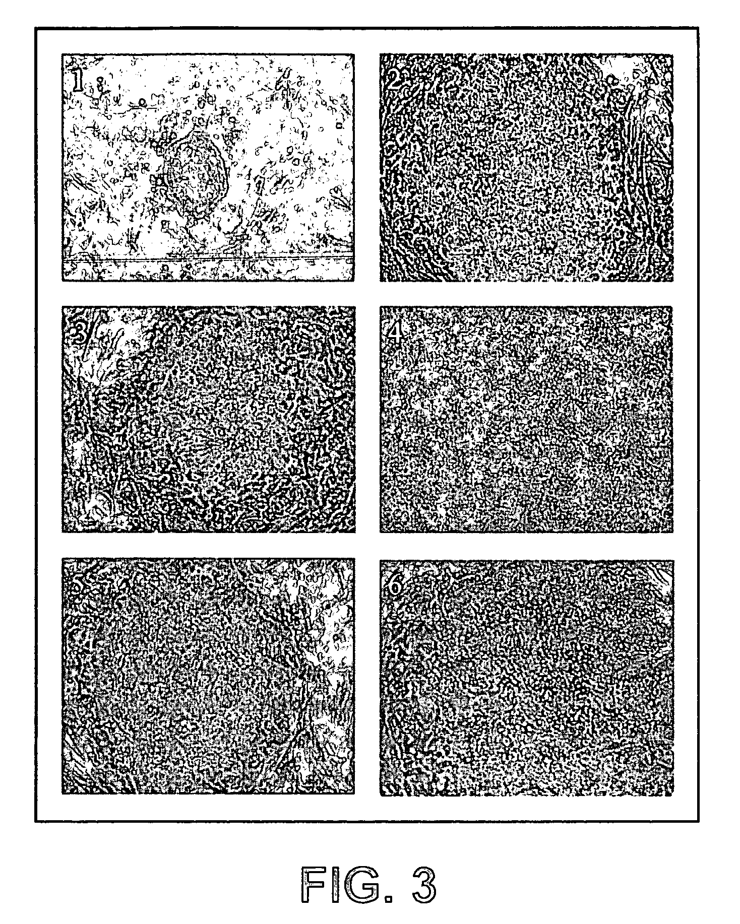 Establishment of a human embryonic stem cell line using mammalian cells