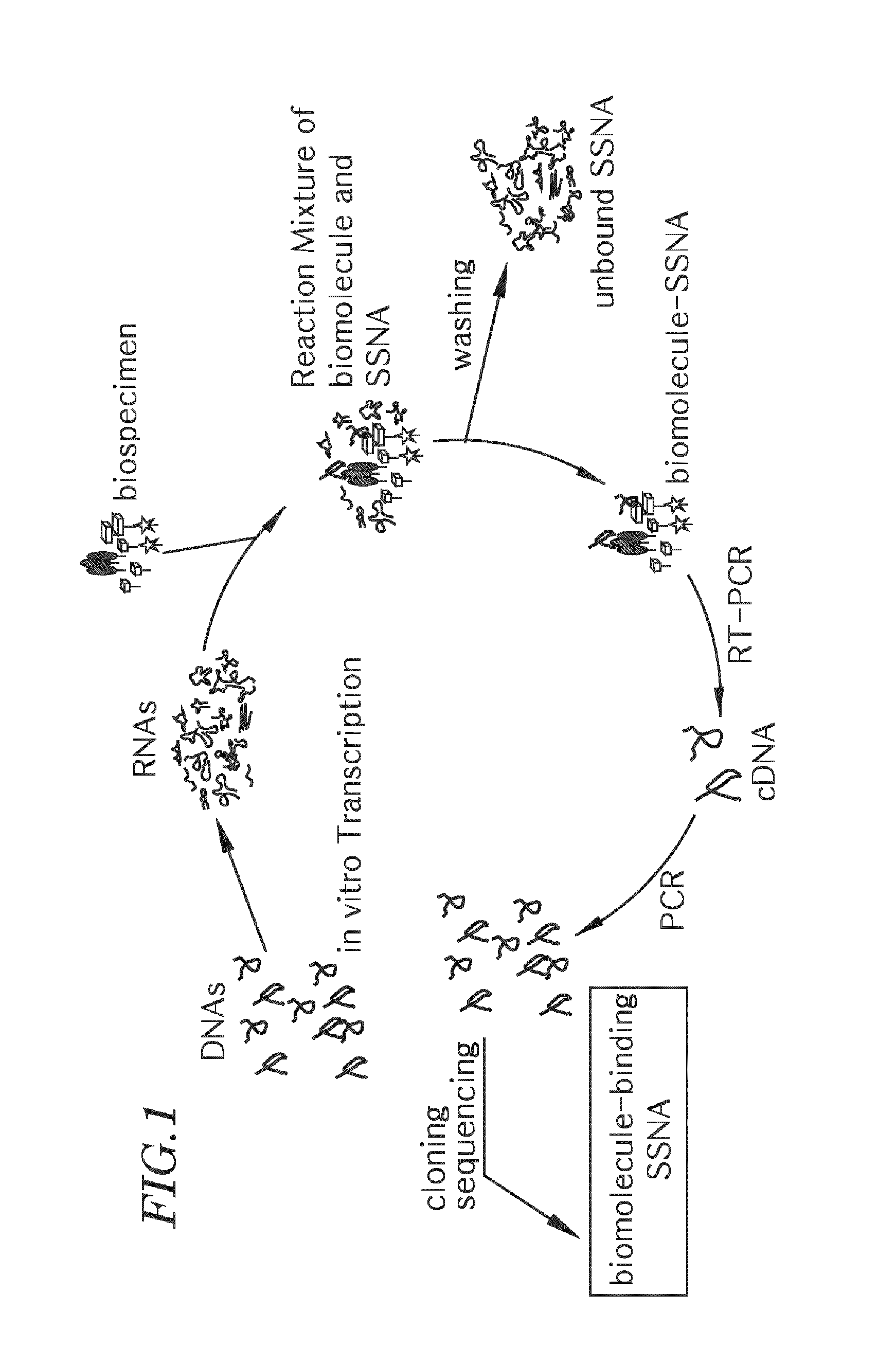 Nucleic acid chip for obtaining binding profile of single strand nucleic acid and unknown biomolecule, manufacturing method thereof and analysis method of unknown biomolecule using nucleic acid chip