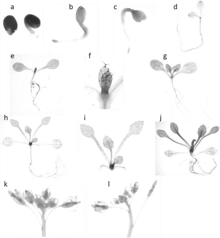 Application of glycosyl transferase UGT84A2 of Arabidopsis in regulation of flowering time of plants