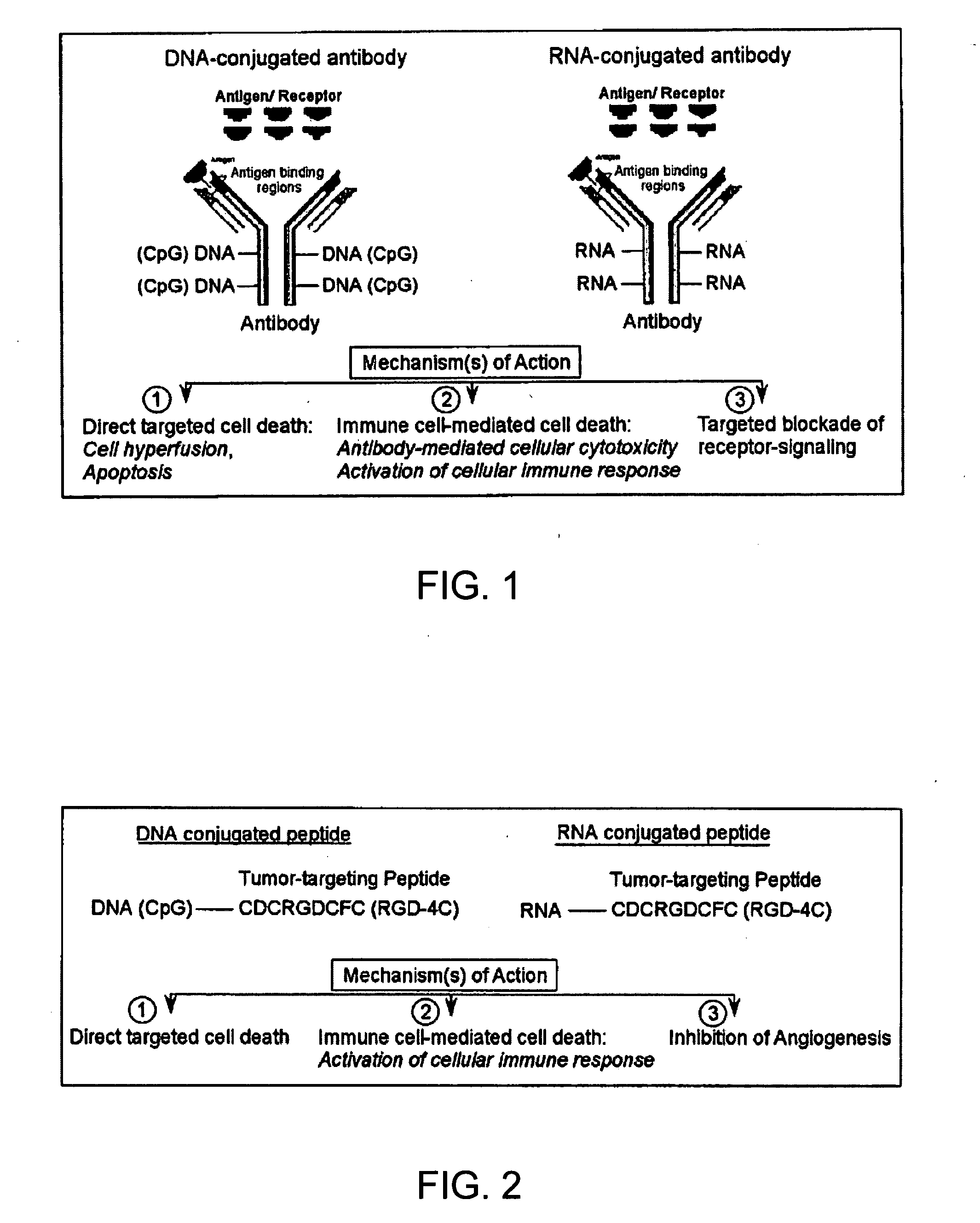 Polypeptide-nucleic acid conjugate for immunoprophylaxis or immunotherapy for neoplastic or infectious disorders