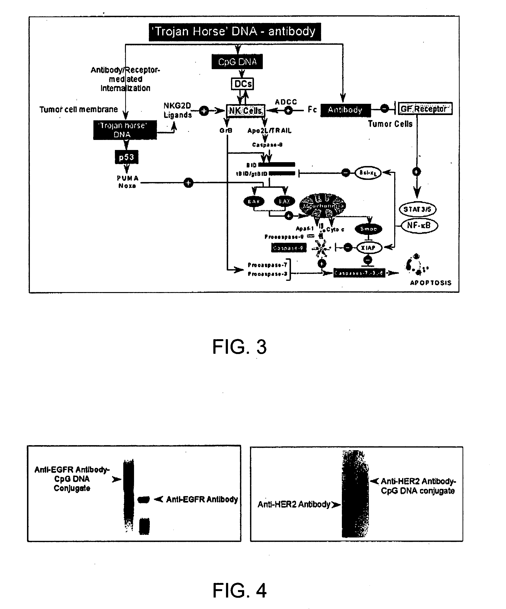 Polypeptide-nucleic acid conjugate for immunoprophylaxis or immunotherapy for neoplastic or infectious disorders