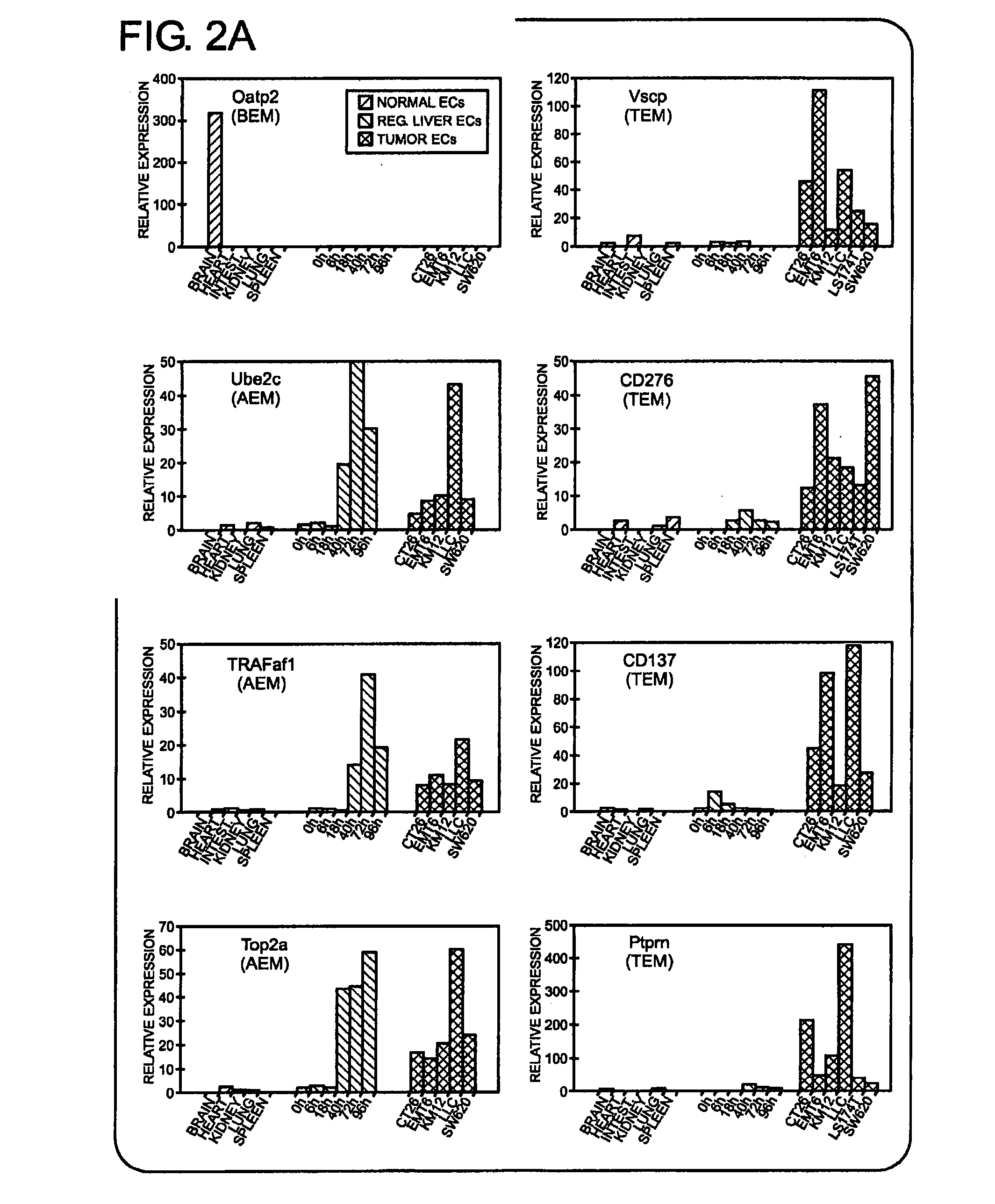 Differential gene expression in physiological and pathological angiogenesis