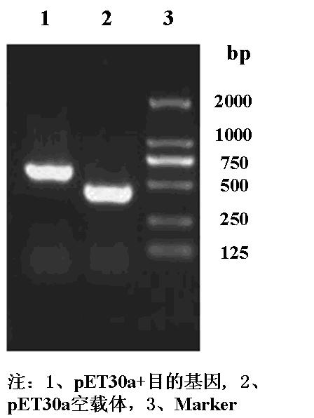 Engineering bacteria expressing active peptides and method of preparing mixed polypeptide