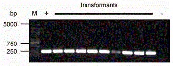 Chlamydomonas reinhardtii efficient library building method using square wave electroporation