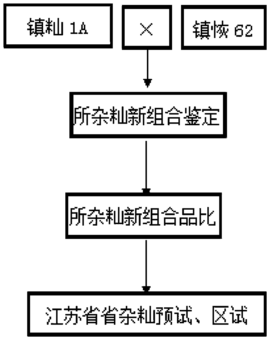 Seed breeding and production method of high-quality multi-resistance high-yield three-line hybrid rice zhenxianyou 62