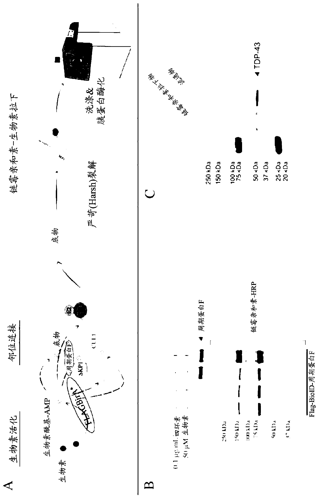 Modulation of protein accumulation and uses therefor