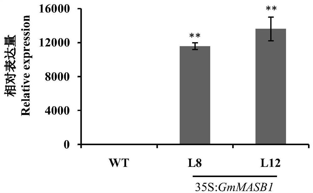 Protein related to plant flowering period as well as coding gene and application of protein